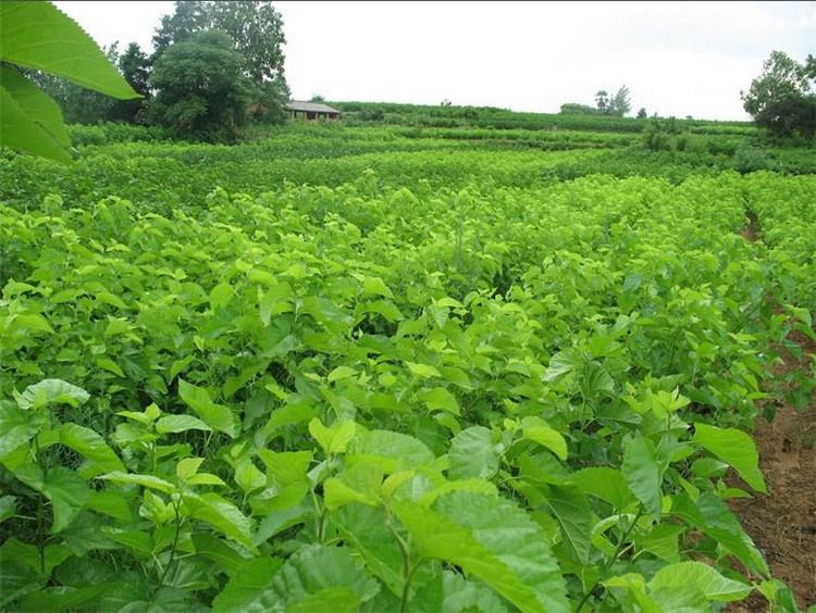 151416508467547806.jpg timg (1).jpg