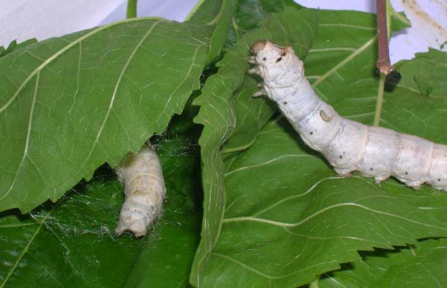 151632431372740434.jpeg 1.jpeg