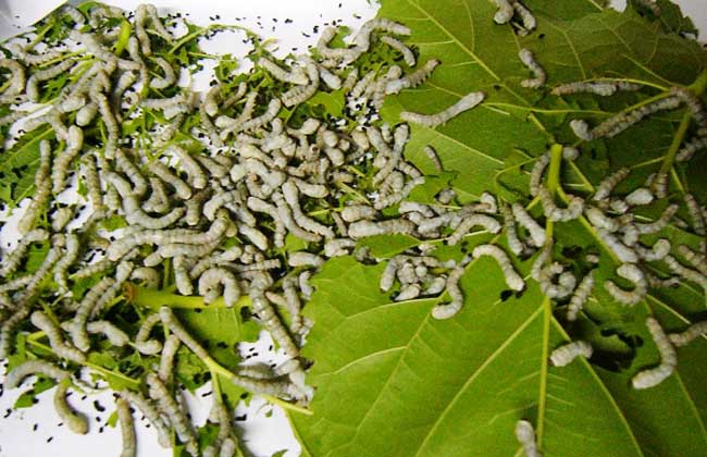 151632436693207631.jpg 4.jpg