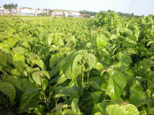 152117116634803780.jpg u=2077009206,1065228546&fm=27&gp=0.jpg