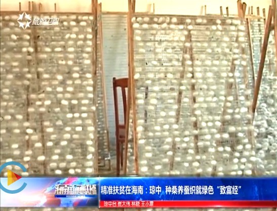 蚕茧.jpg 蚕茧.jpg