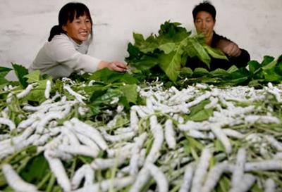 152142559150416725.jpg 1480573596248.jpg