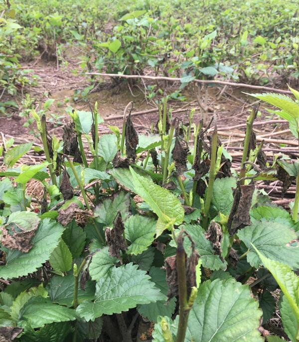 桑园.jpg 桑园.jpg