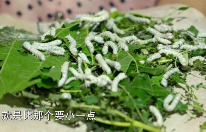 小蚕成活率低、蚕茧大小不均，养蚕高手破解难题